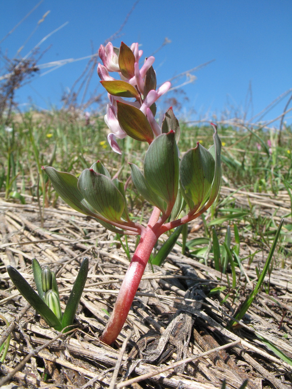 Image of Corydalis ledebouriana specimen.