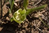 Iris pumila