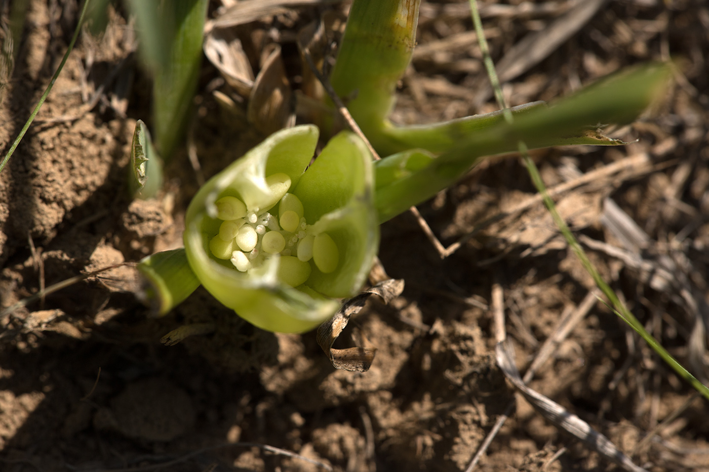Image of Iris pumila specimen.