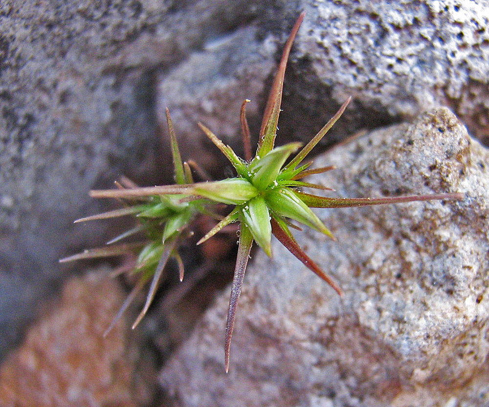 Image of Minuartia wiesneri specimen.