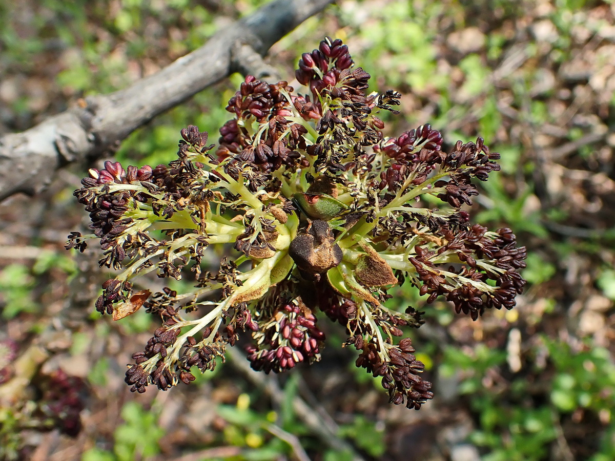 Image of Fraxinus mandshurica specimen.