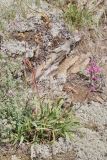 Viscaria vulgaris