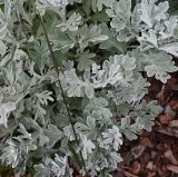 Artemisia stelleriana. Побеги в нижней части растения. Московская обл., г. Подольск, усадьба \"Дубровицы\", клумба Аптекарского огорода. 16.06.2025.