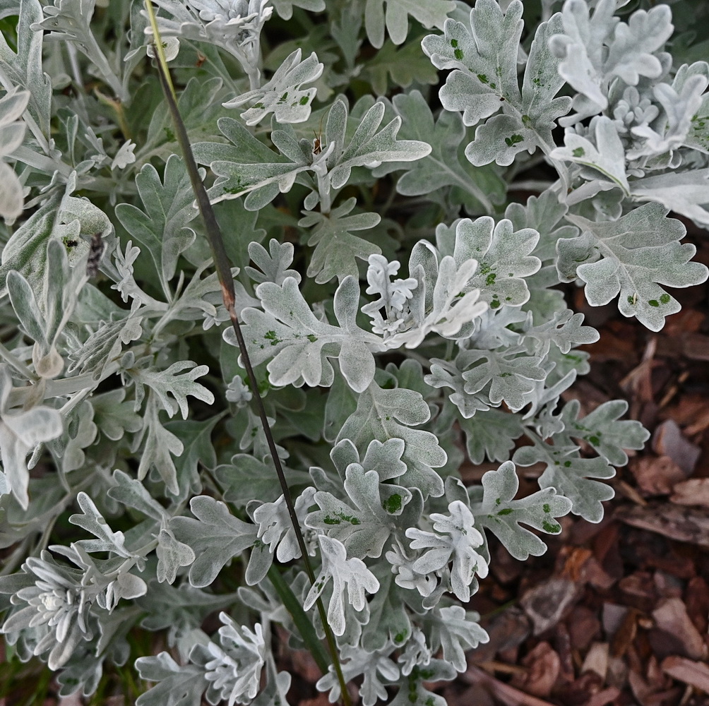 Изображение особи Artemisia stelleriana.