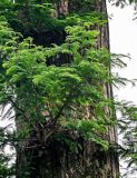 Metasequoia glyptostroboides. Ветвь. Китай, пров. Аньхой, г. Танкоу, в культуре. 30.05.2025.