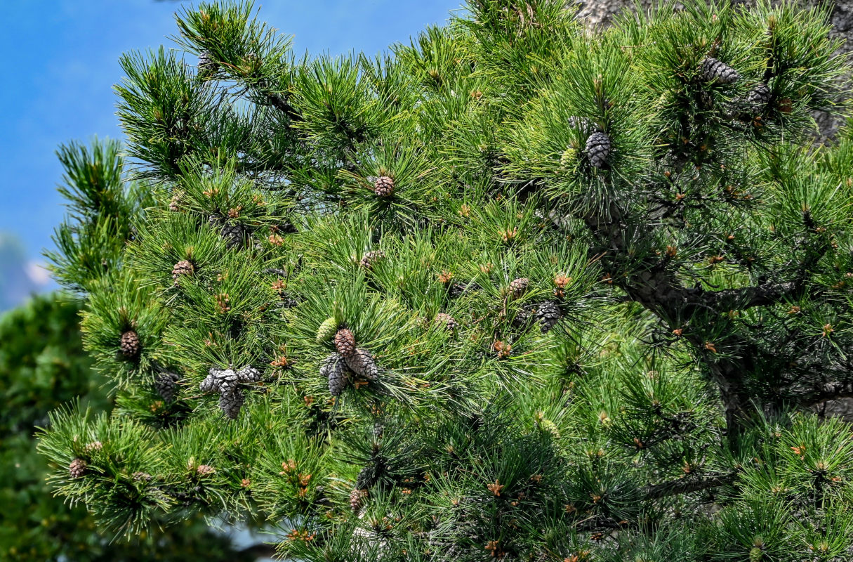Image of Pinus densata specimen.
