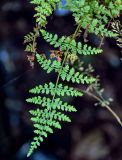 Cystopteris fragilis