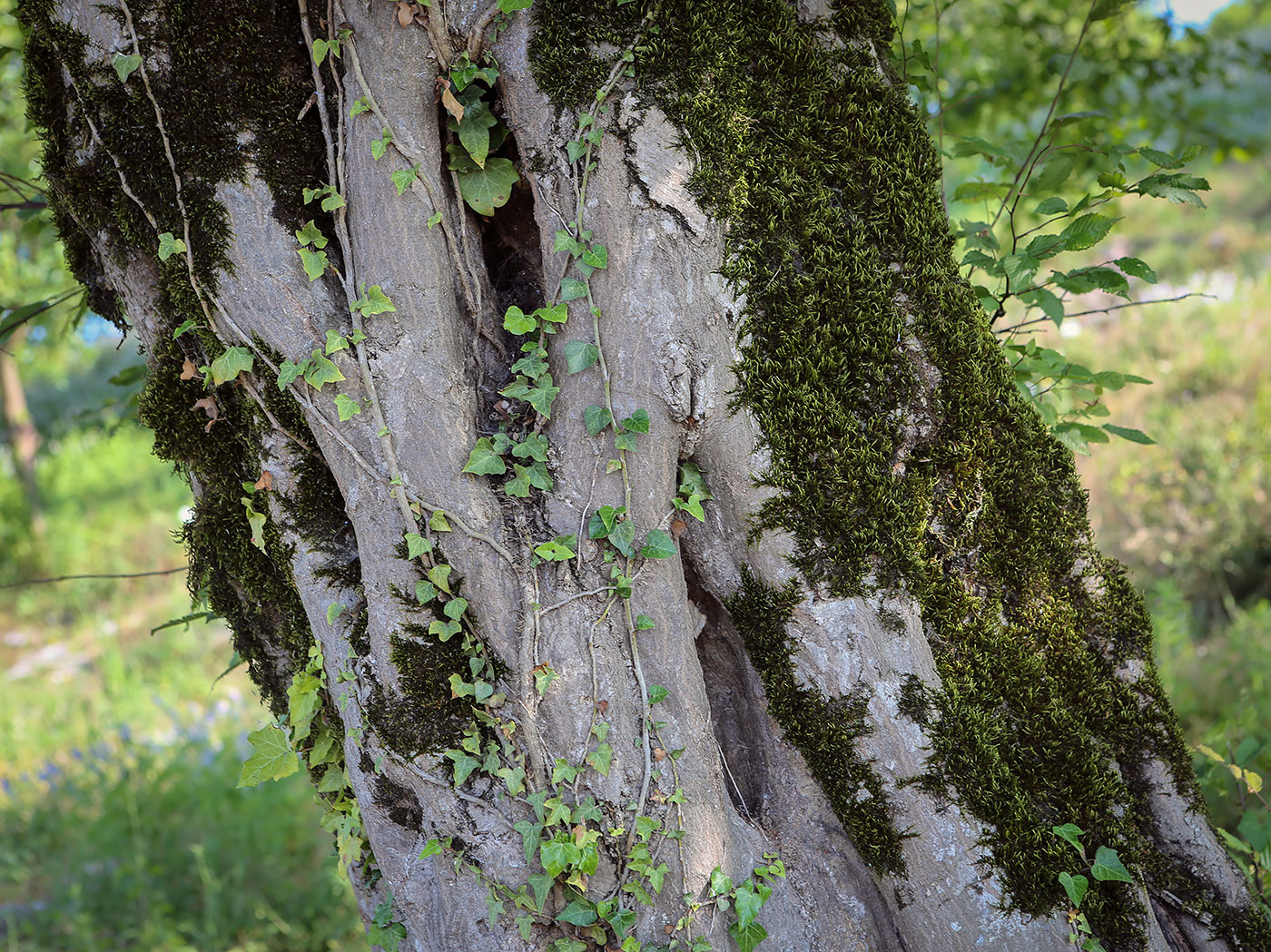 Изображение особи Carpinus betulus.