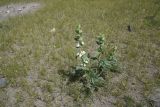 genus Phlomoides. Цветущее растение. Турция, ил Агры, подножие горы Арарат, окр. с. Демиртепе, выс. ок. 1520 м н.у.м., берег оз. Шейхли, степь. 20 мая 2025 г.