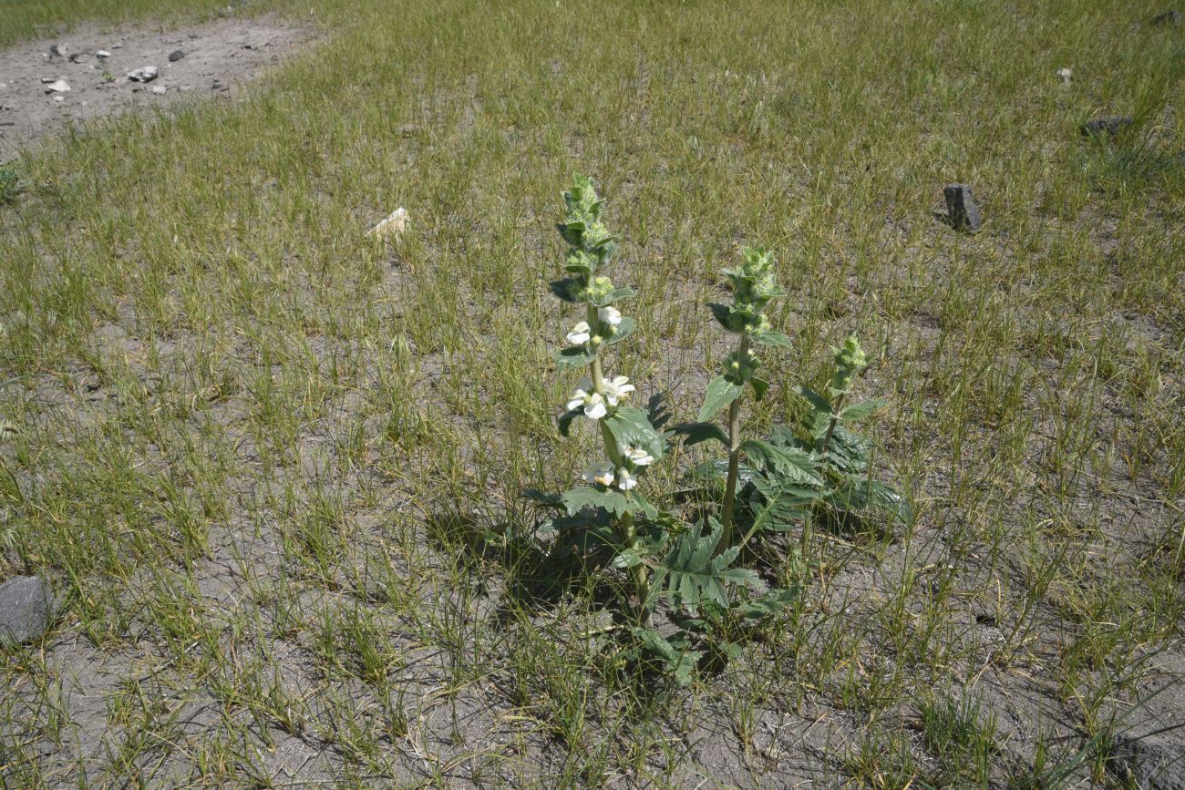 Image of genus Phlomoides specimen.