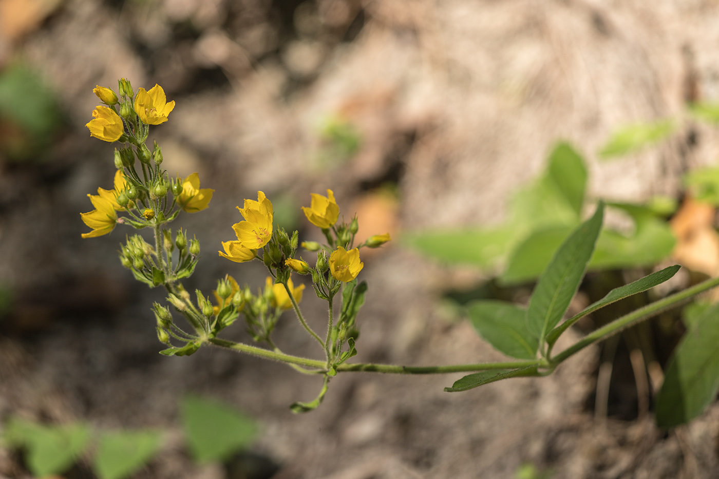 Image of Lysimachia verticillaris specimen.
