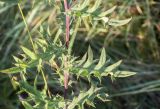 Cirsium gagnidzei