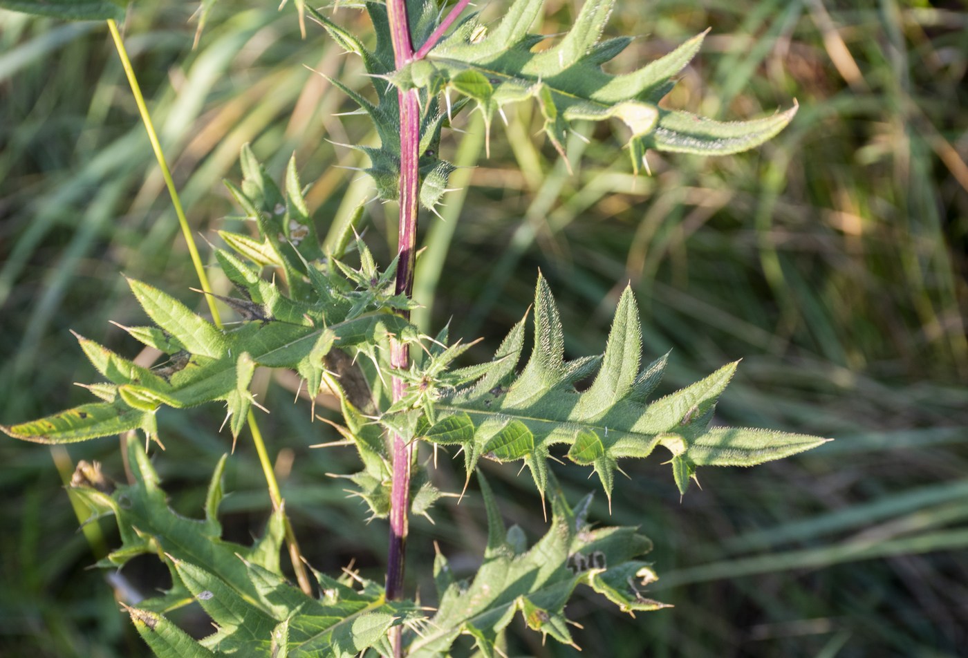 Image of Cirsium gagnidzei specimen.