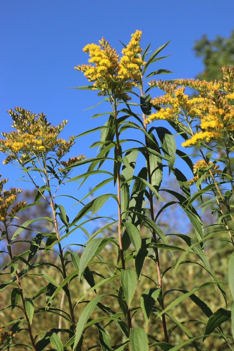 Image of Solidago canadensis specimen.