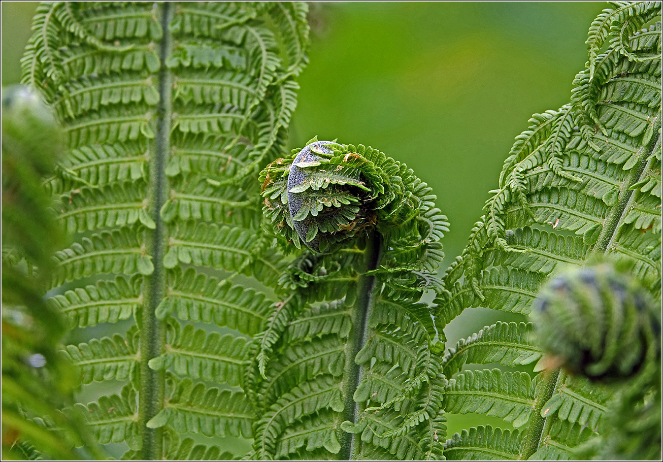 Изображение особи Matteuccia struthiopteris.