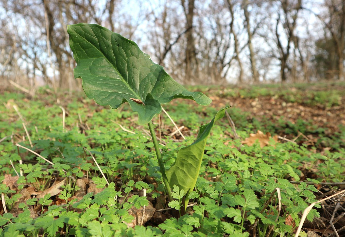 Изображение особи род Arum.