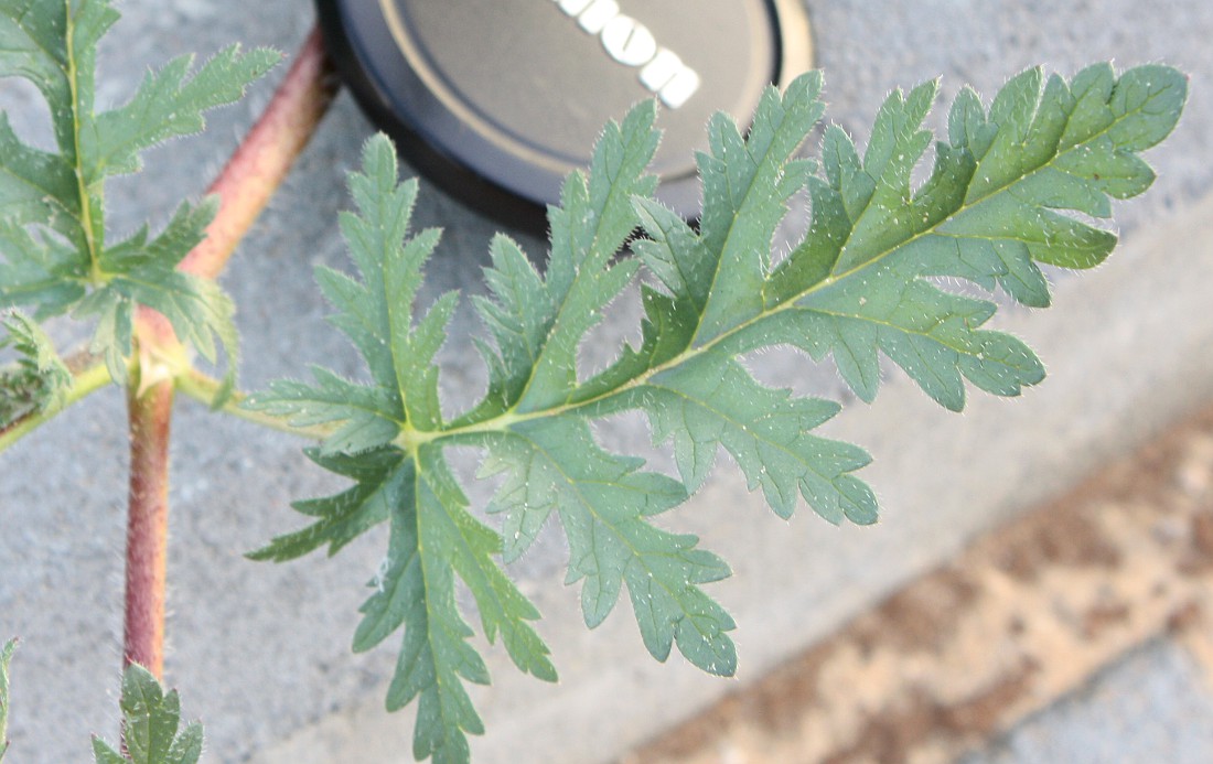 Изображение особи Erodium ciconium.