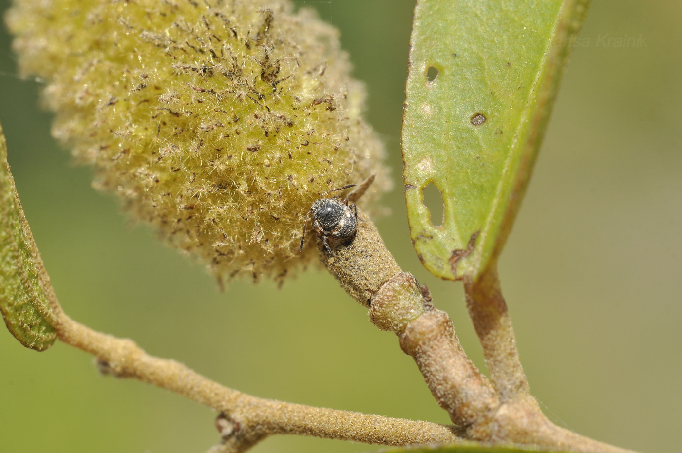 Image of Helicteres angustifolia specimen.