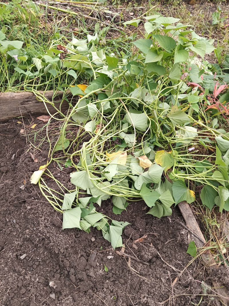 Изображение особи Ipomoea batatas.