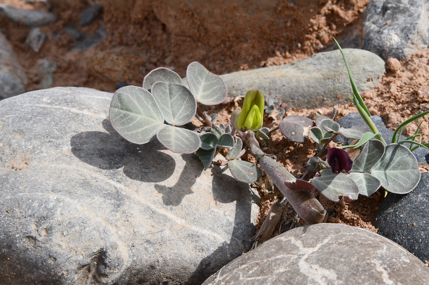 Изображение особи Chesneya ternata.