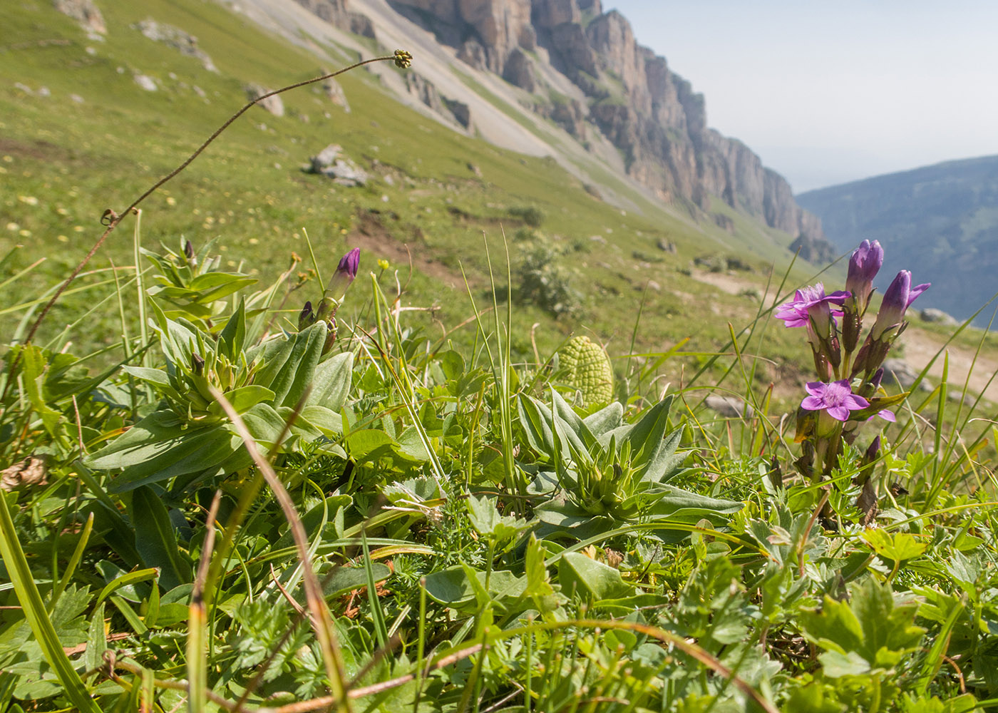 Изображение особи Gentianella caucasea.