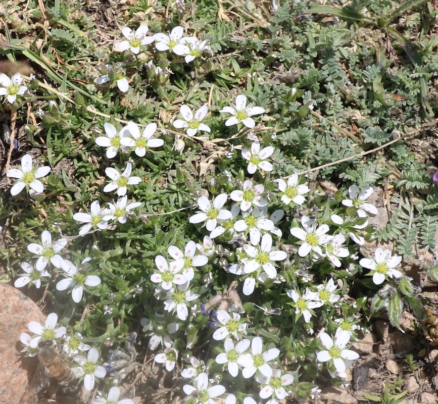 Image of Minuartia oreina specimen.