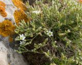 Изображение особи. Автор - Татьяна Винокурова