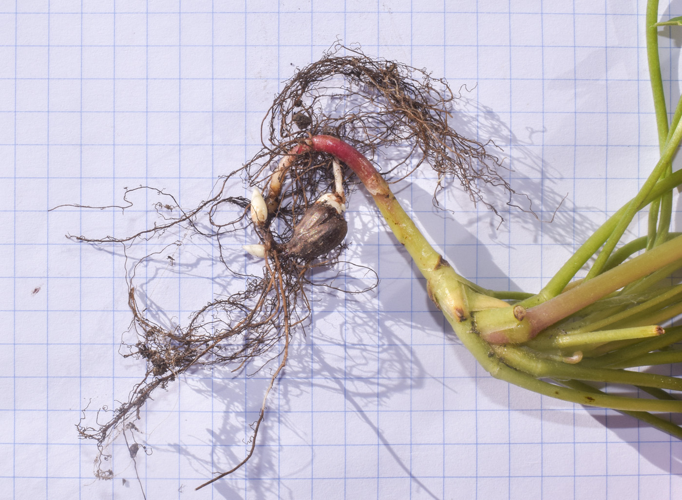 Image of Oxalis pes-caprae specimen.