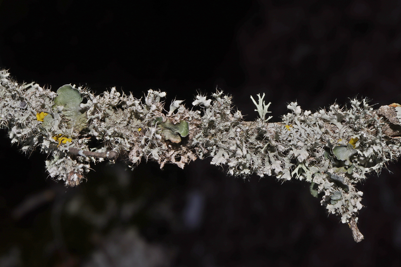 Image of Physcia adscendens specimen.