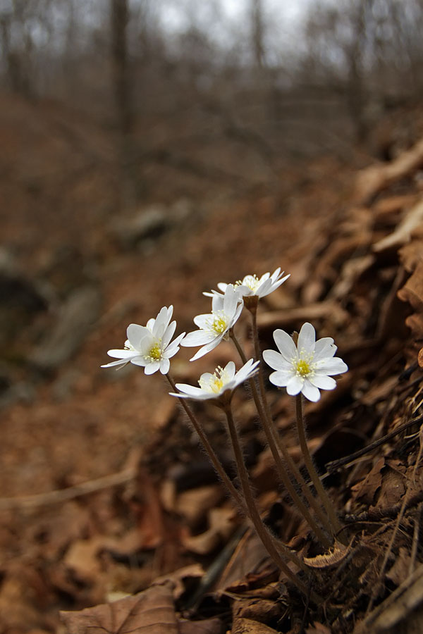 Image of Hepatica asiatica specimen.