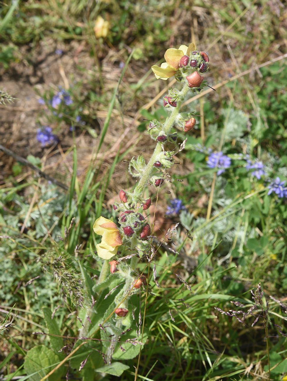 Image of genus Verbascum specimen.