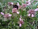 Lamium purpureum. Группа цветущих растений с насекомым. ЛНР, г. Северодонецк, Сквер в центре города. 31.03.2026.