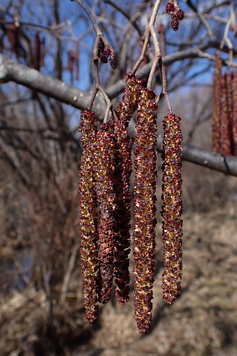 Изображение особи Alnus hirsuta.
