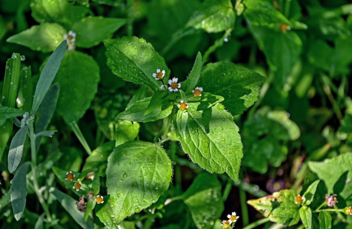 Image of Galinsoga quadriradiata specimen.