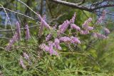 Tamarix gallica. Ветвь с соцветиями. Испания, Каталония, пров. Жирона, комарка Баш Эмпорда, муниципалитет Пальс, берег оросительного канала rec del Molí de Pals. 23.04.2026.