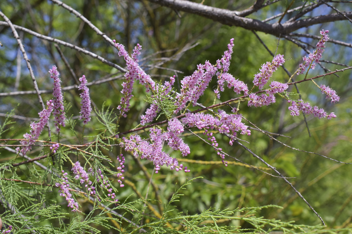 Image of Tamarix gallica specimen.