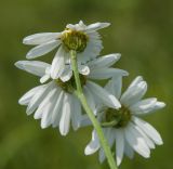 Pyrethrum corymbosum. Верхушка побега с соцветиями-корзинками; вид со стороны. Оренбургская обл., Саракташский р-н, Жёлтинский сельсовет, окр. хут. Султанбаево, луговая степь. 9 июня 2025 г.