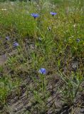 Centaurea cyanus