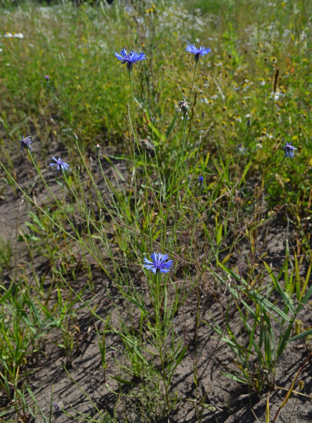 Изображение особи Centaurea cyanus.