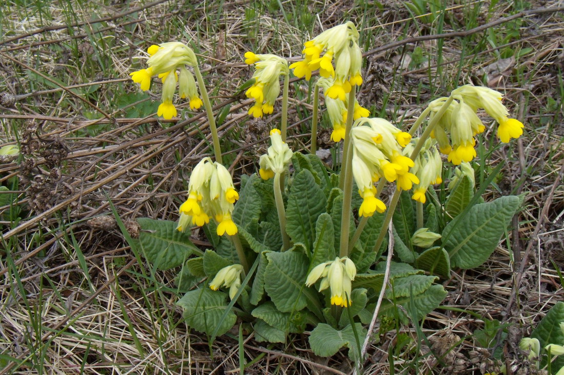 Image of Primula veris specimen.