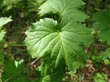 Ribes palczewskii. Лист. Хабаровский край, г. Комсомольск-на-Амуре, ООПТ \"Кедрово-тисовая роща\", лиственный лес. 24.05.2026.
