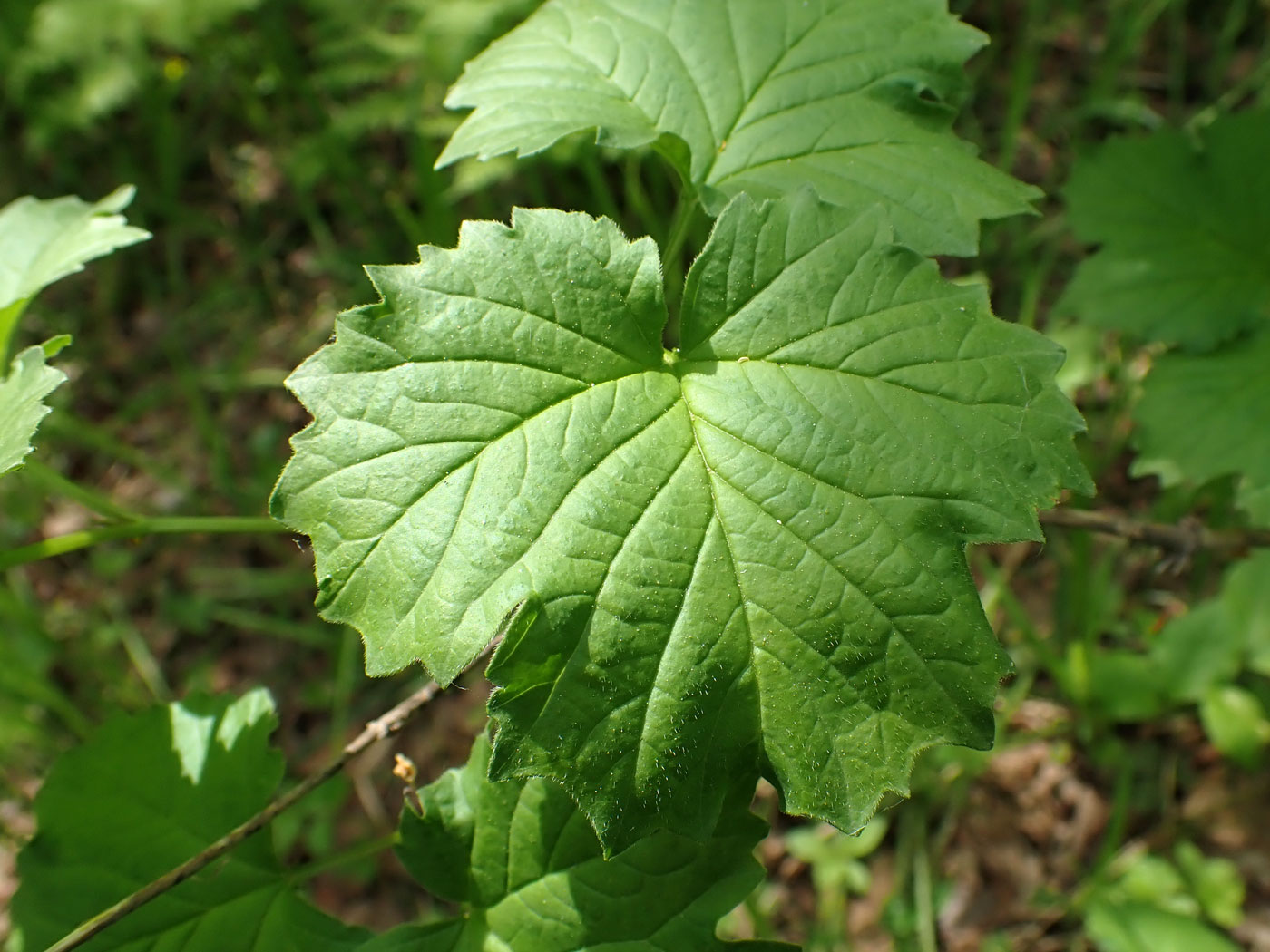 Image of Viburnum sargentii specimen.