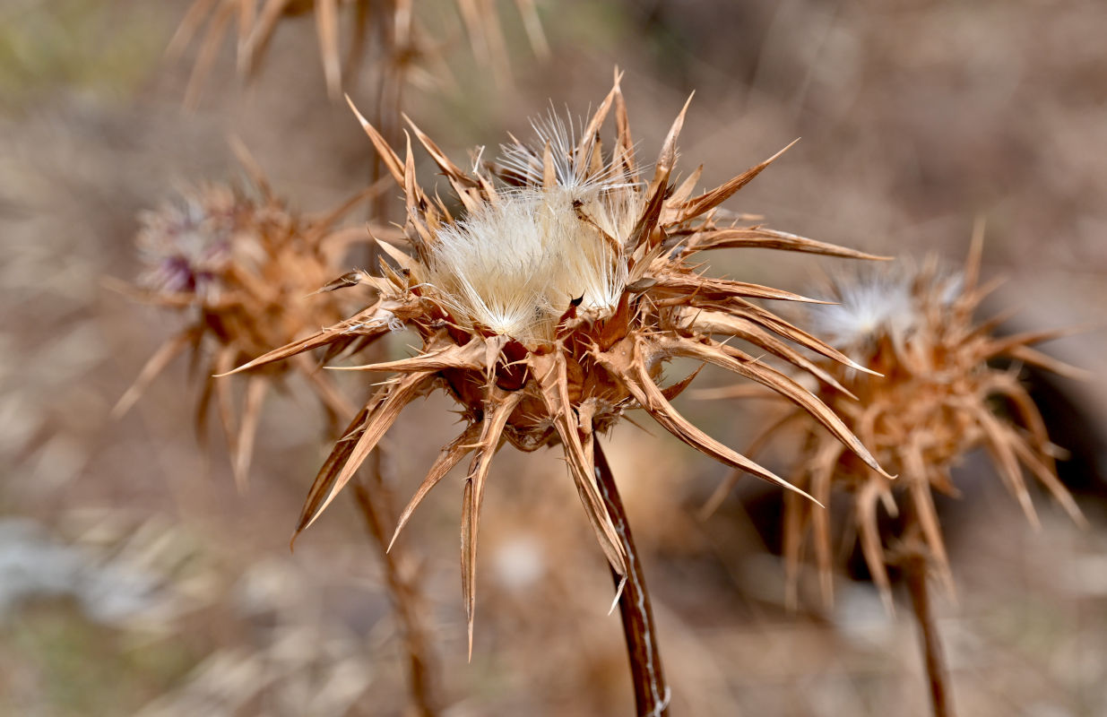 Image of Silybum marianum specimen.