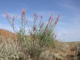 Astragalus varius