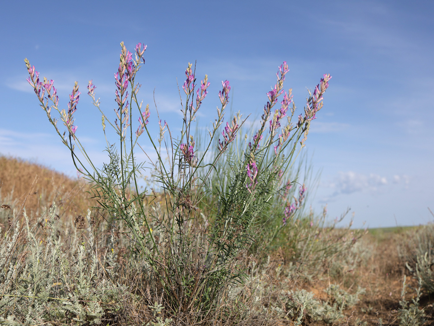 Image of Astragalus varius specimen.