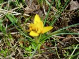 Crocus korolkowii