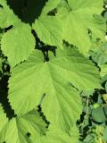Humulus lupulus. Листья. Ленинградская обл., Кировский р-н, пос. Дачное, дол. р. Мга, дачный участок, на кусте Amelanchier. 19.06.2026.