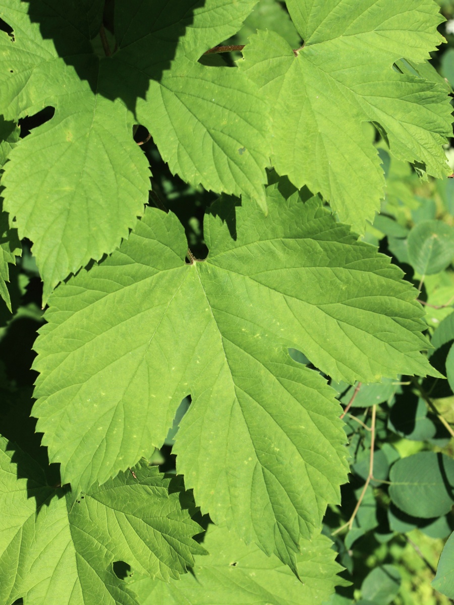Image of Humulus lupulus specimen.