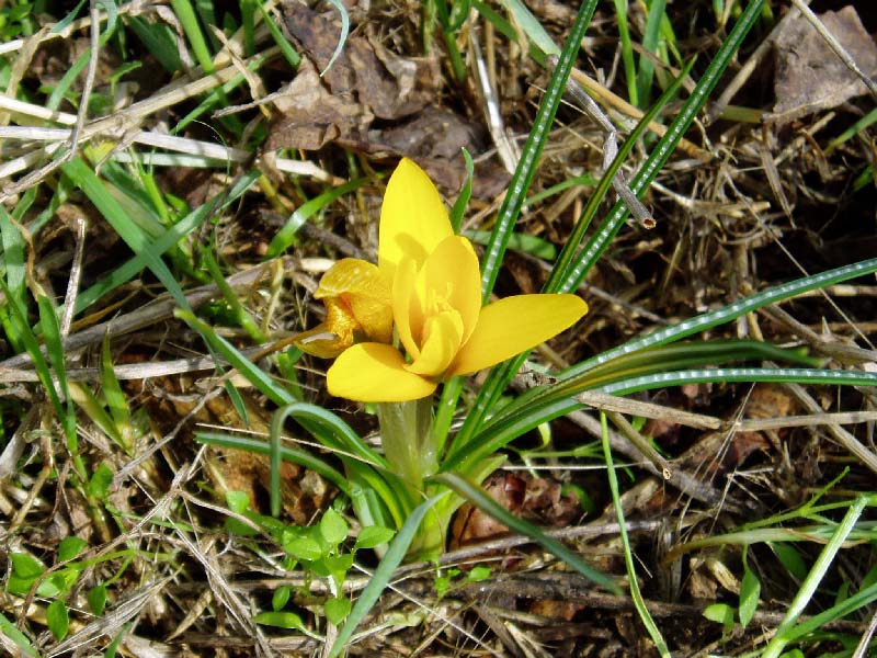 Изображение особи Crocus korolkowii.