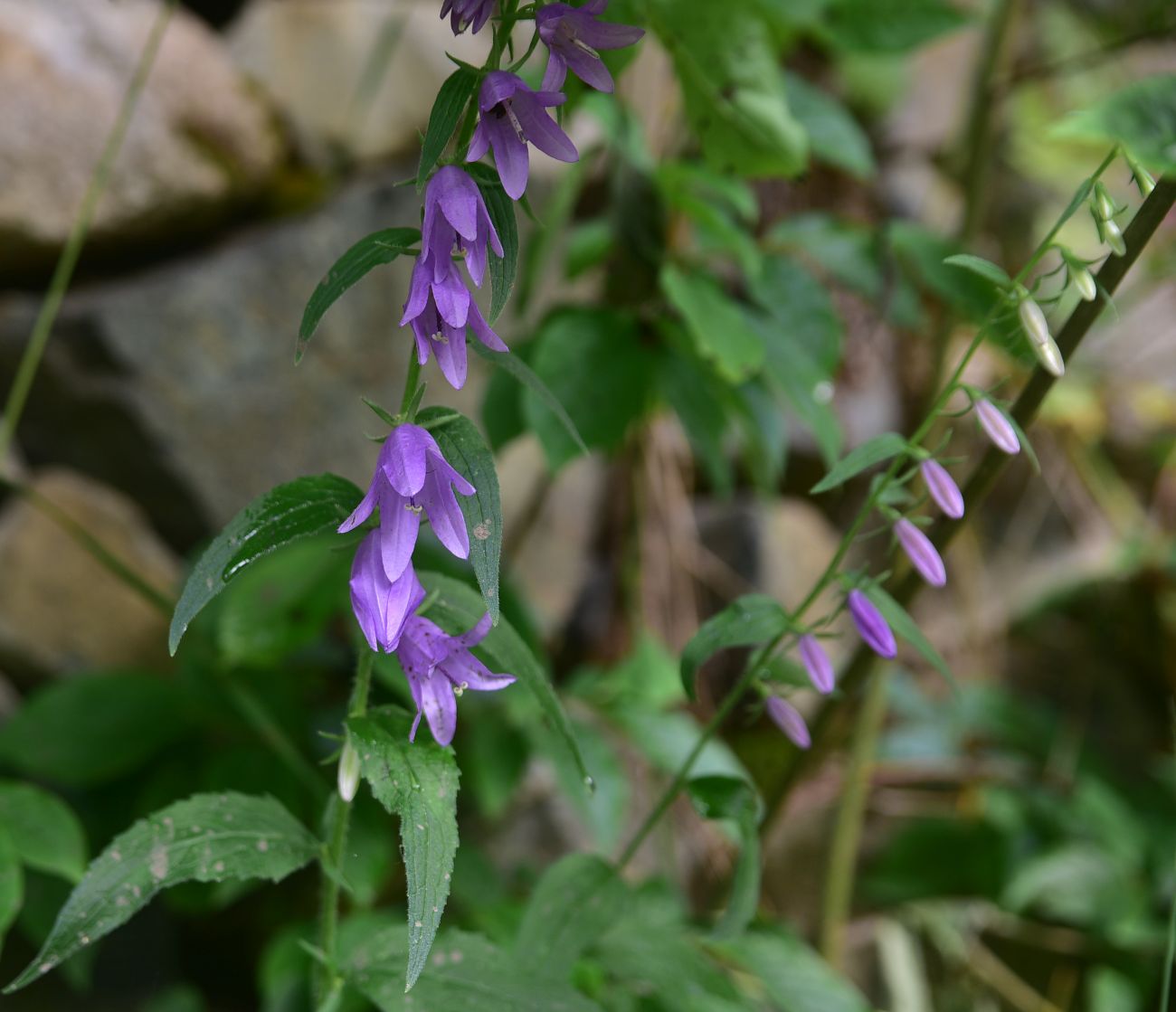 Изображение особи Campanula rapunculoides.